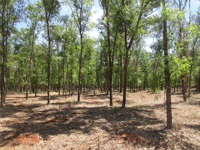 view of local wilderness