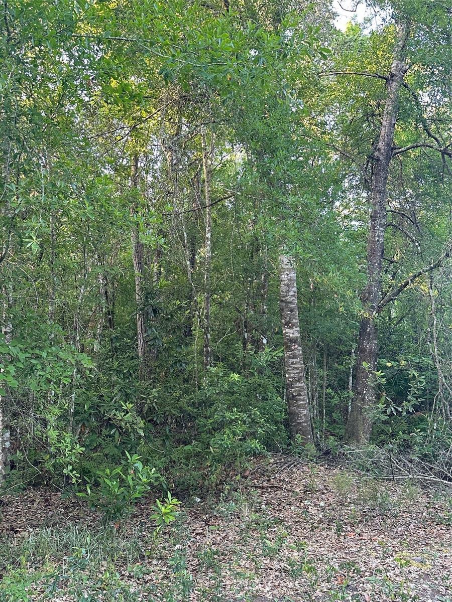 Water Rd, Clermont, FL 34714