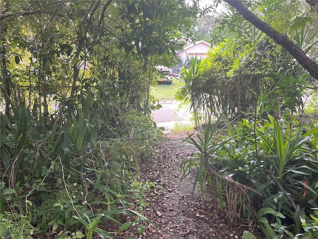 1874 Douglas Ave, Clearwater, FL 33755 - view of nature