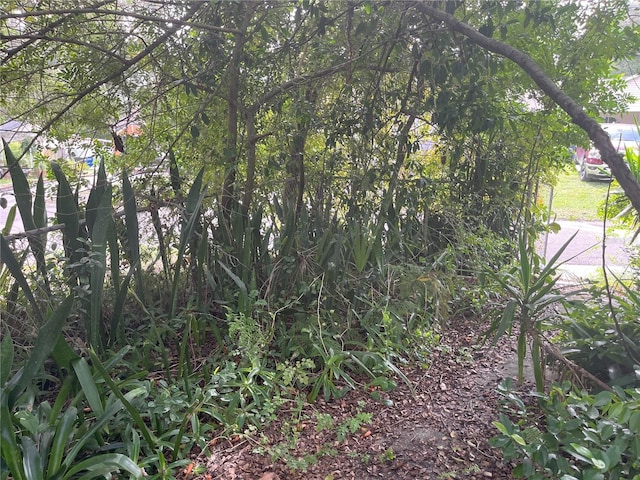 1874 Douglas Ave, Clearwater, FL 33755 - view of nature