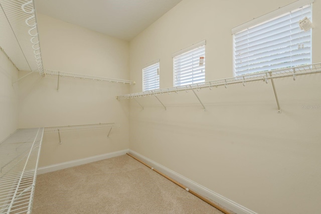 spacious closet featuring carpet