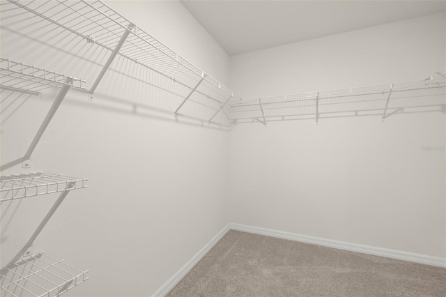 spacious closet with carpet floors