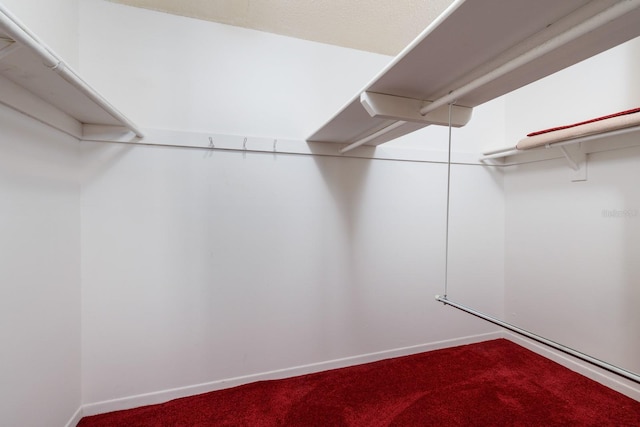 walk in closet with carpet floors