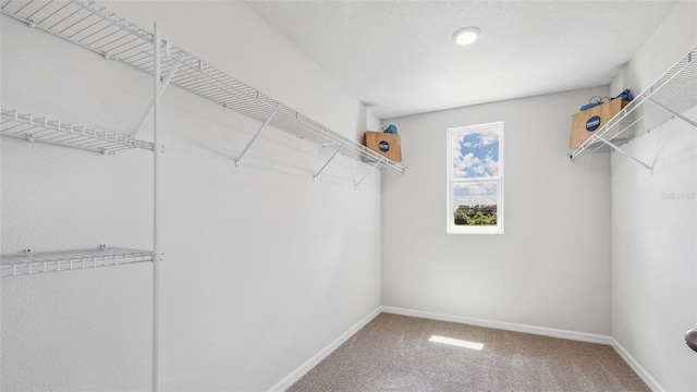 walk in closet with carpet flooring