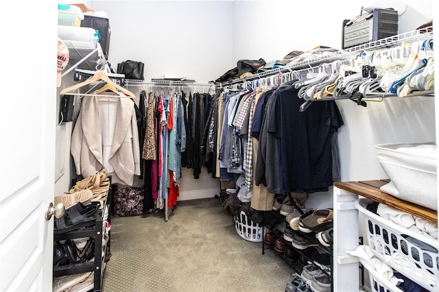 spacious closet featuring carpet