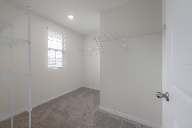 spacious closet featuring carpet flooring