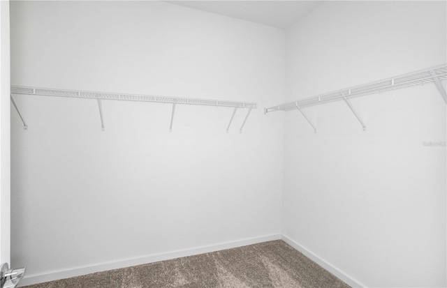 spacious closet featuring carpet flooring