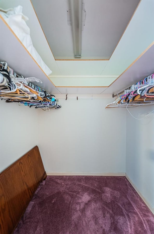 walk in closet with carpet floors