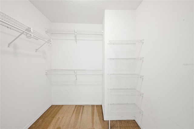 spacious closet featuring carpet flooring