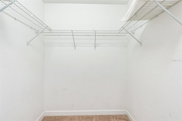 spacious closet featuring carpet flooring