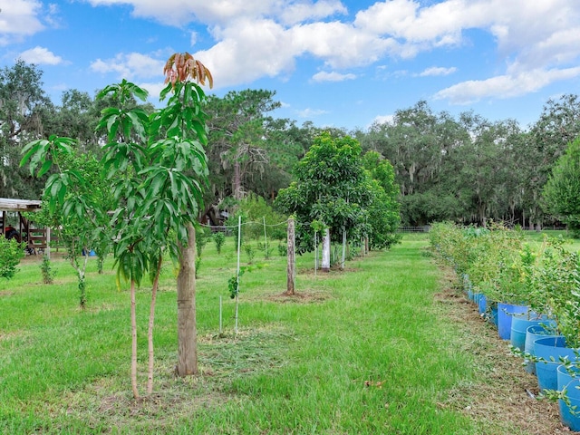 view of yard with a rural view