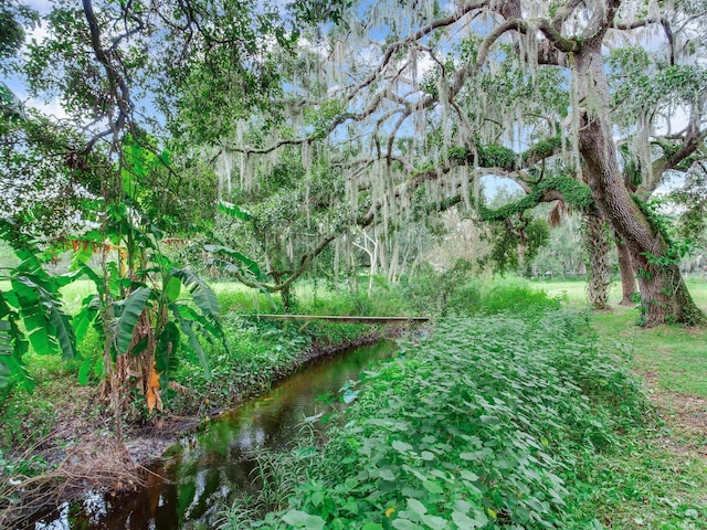 view of local wilderness