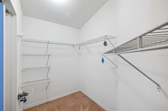 spacious closet featuring carpet floors