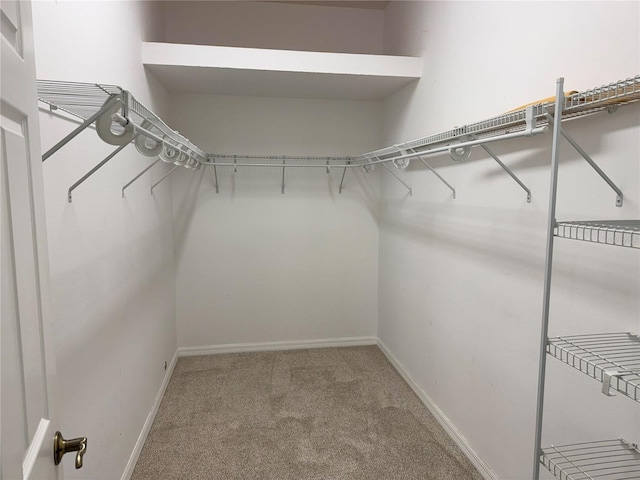 spacious closet featuring carpet floors