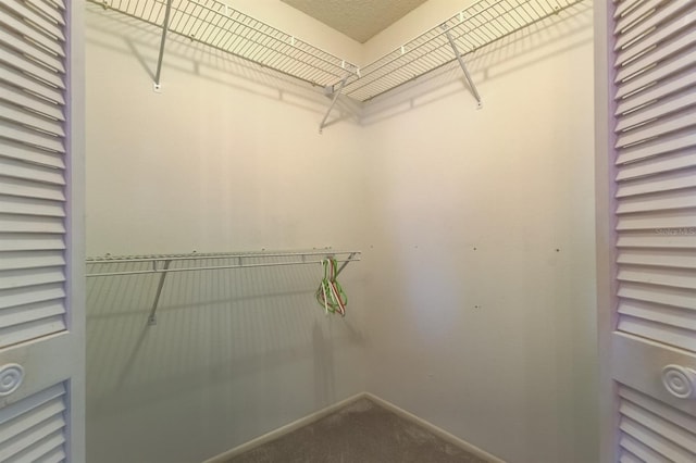 spacious closet featuring carpet flooring