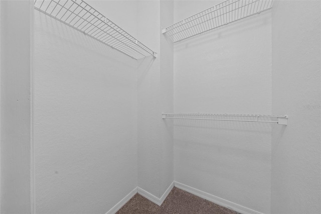 spacious closet featuring carpet