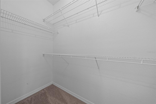 spacious closet featuring carpet floors