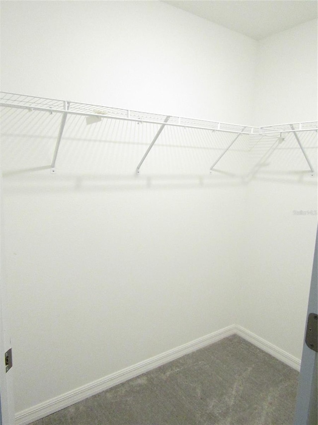 spacious closet featuring carpet floors