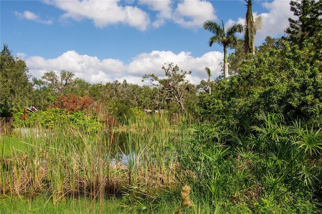 view of local wilderness