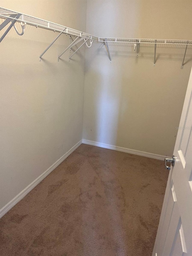 spacious closet featuring carpet