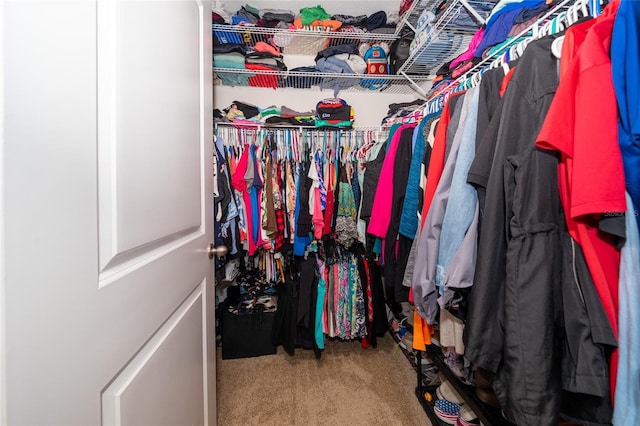 spacious closet featuring carpet floors