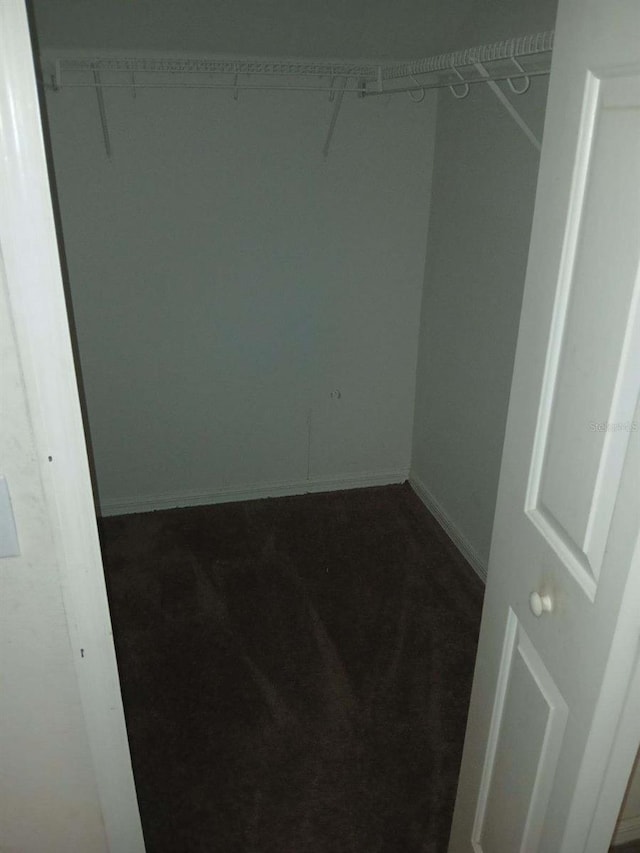 spacious closet featuring carpet flooring