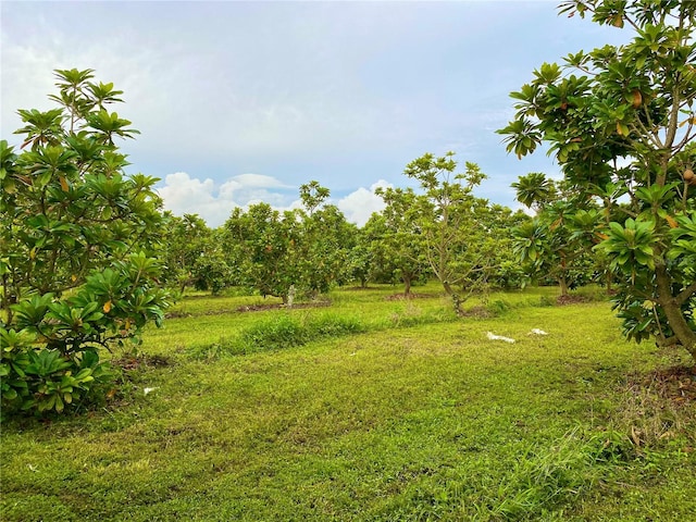 view of yard featuring a rural view