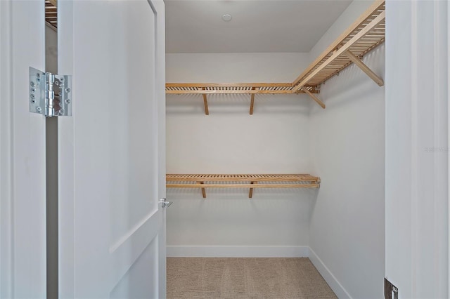 walk in closet featuring carpet floors