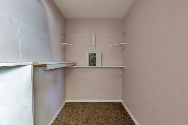 spacious closet featuring carpet flooring