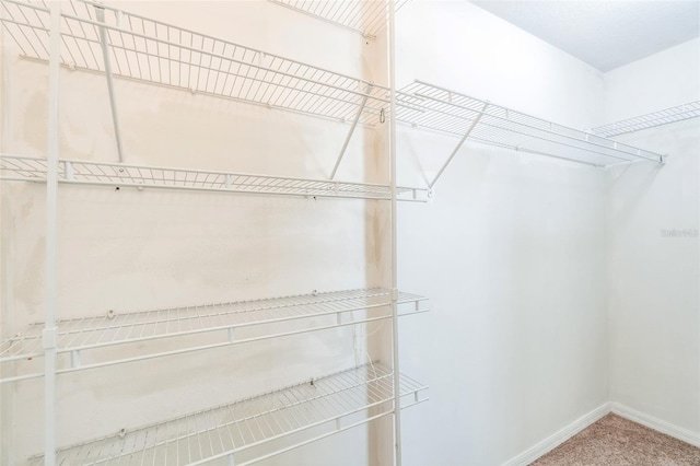 spacious closet featuring carpet floors