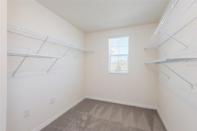 walk in closet with carpet floors