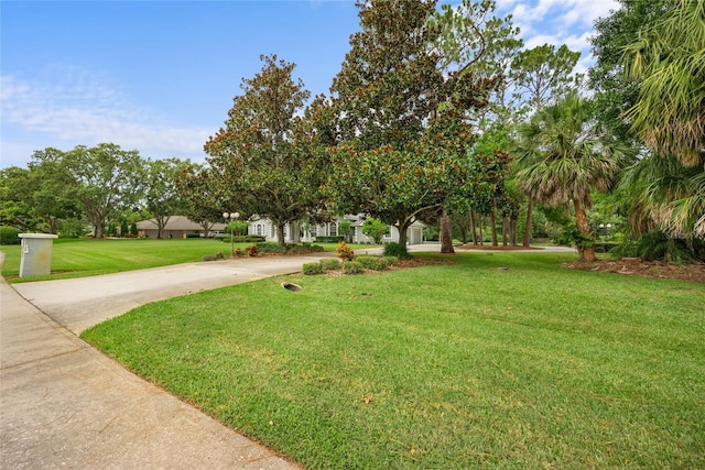 168 Rue Des Chateaux, Tarpon Springs, FL 34688 - view of property hidden behind natural elements featuring concrete driveway and a front yard