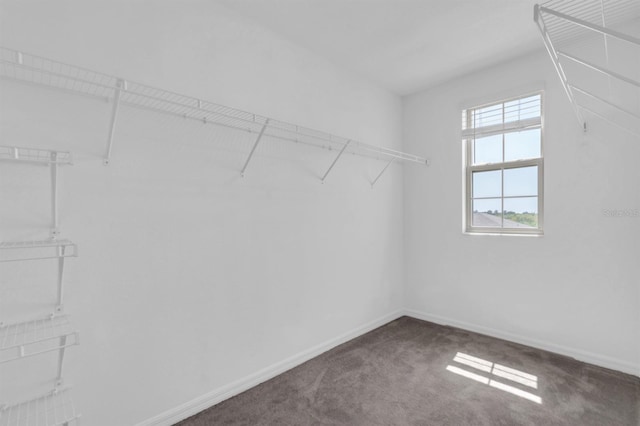 walk in closet featuring carpet floors