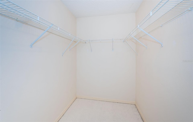 spacious closet featuring carpet flooring