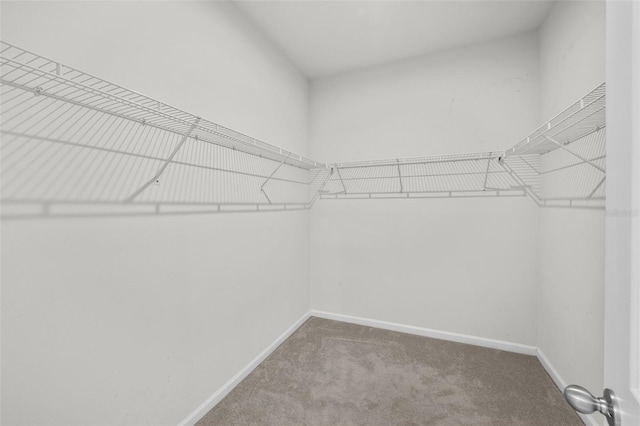 walk in closet with carpet