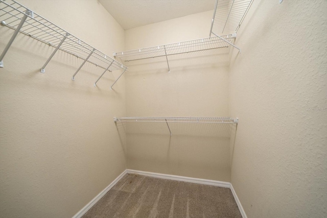 spacious closet featuring carpet floors