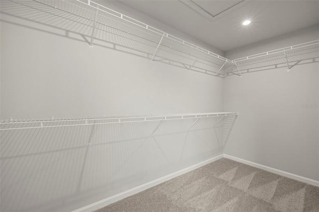 walk in closet featuring carpet floors