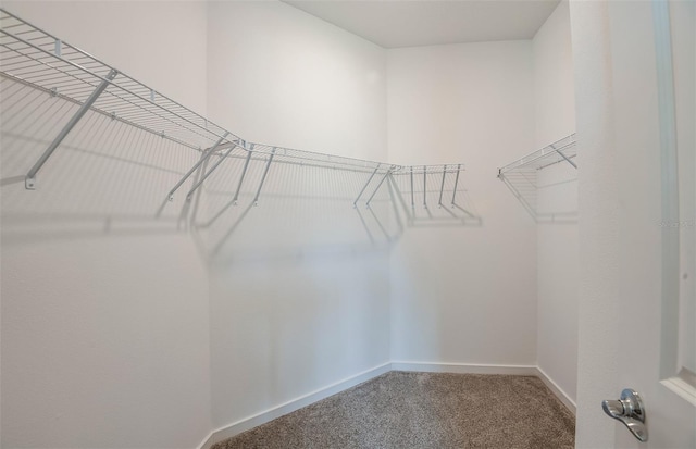 spacious closet with carpet