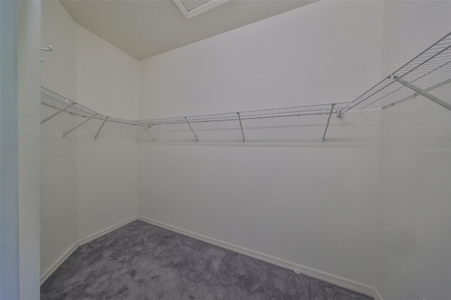 walk in closet with dark colored carpet