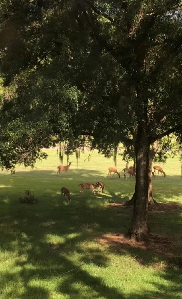 surrounding community featuring a yard