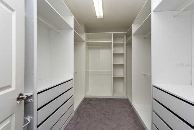 walk in closet featuring dark colored carpet