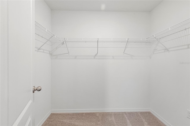 spacious closet featuring carpet