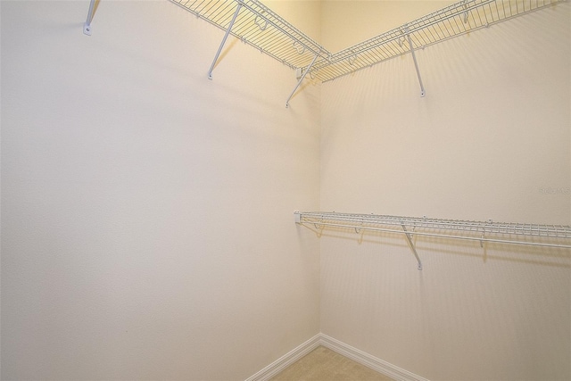 spacious closet featuring carpet