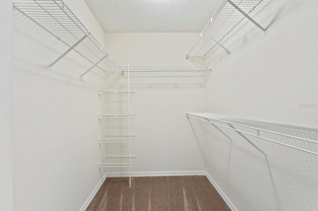 walk in closet with carpet flooring