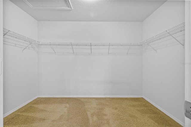 spacious closet with carpet