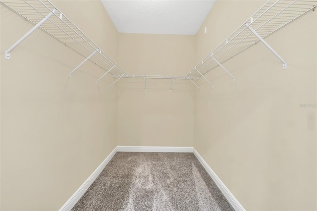 spacious closet featuring carpet floors