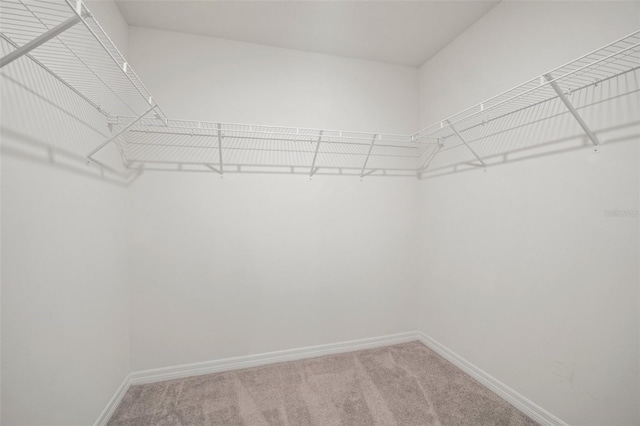 spacious closet featuring carpet floors