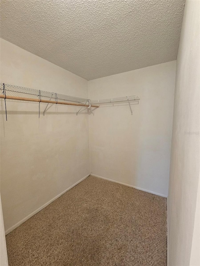 spacious closet featuring carpet flooring