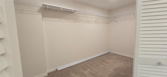 spacious closet featuring carpet flooring