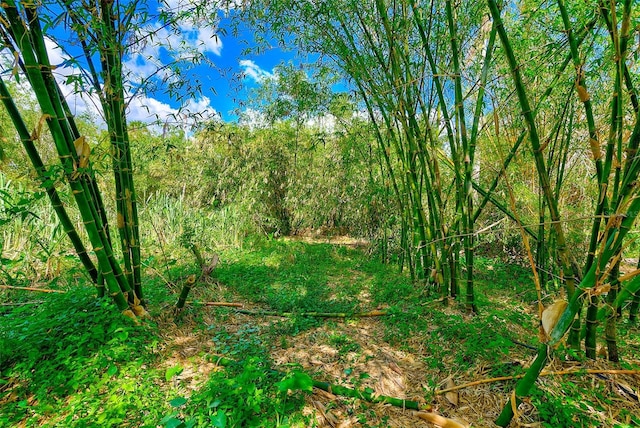 7923 18th Ave E, Palmetto, FL 34221 - view of nature